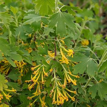 Ribes odoratum 'Sunny Bouquet™' (307066)