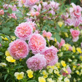 Rosa 'Anne Boleyn' 