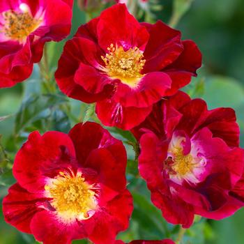 Rosa 'Red Streamer' (307070)
