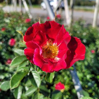 Rosa 'Red Streamer' (307071)