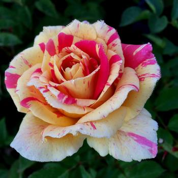 Rosa 'True Delight' 