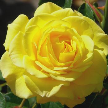 Rosa 'True Joy' PPAF
