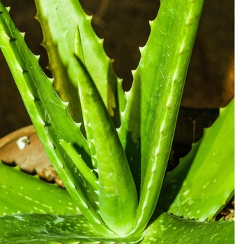 Aloe 