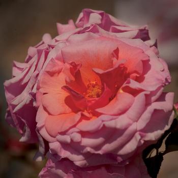 Rosa 'Aloha' 