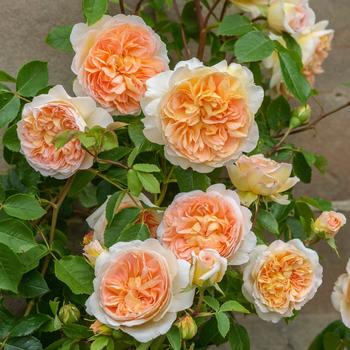 Rosa 'Bathsheba™'