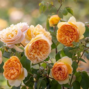 Rosa 'Bring Me Sunshine' PP36039