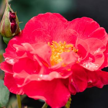 Rosa 'Cinnamon Hearts™' PPAF