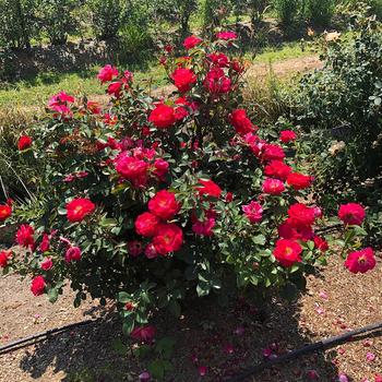Rosa 'Cinnamon Hearts™' (307082)