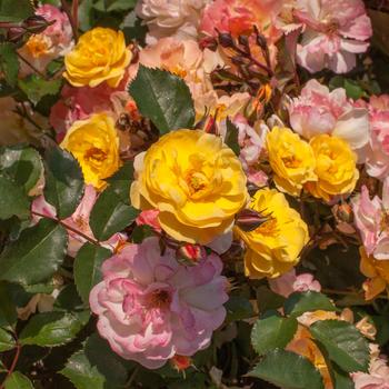 Rosa 'Color Cocktail™' PP30259