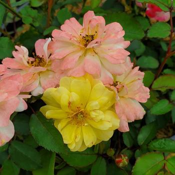 Rosa 'Color Cocktail™' (307084)