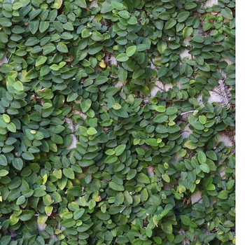 Ficus pumila 'Variegata' 
