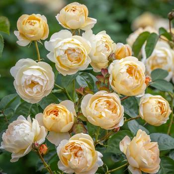 Rosa 'Dannahue®' 