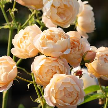 Rosa 'Dannahue®' (307089)