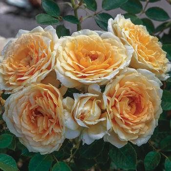 Rosa 'Edith's Darling™' PPAF