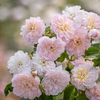 Rosa 'Elizabeth®' PPAF