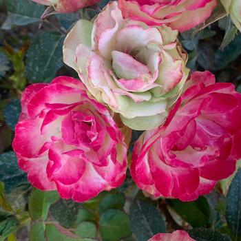 Rosa 'Enchanted Meadow™' 