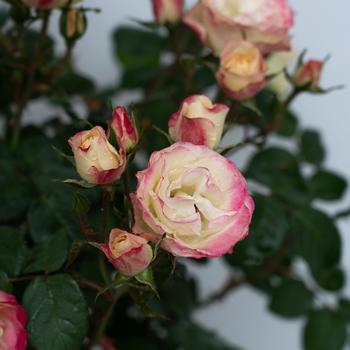 Rosa 'Enchanted Meadow™' (307096)