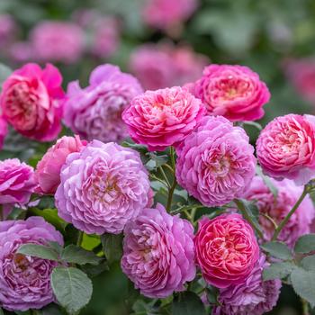 Rosa 'Emma Bridgewater™' 
