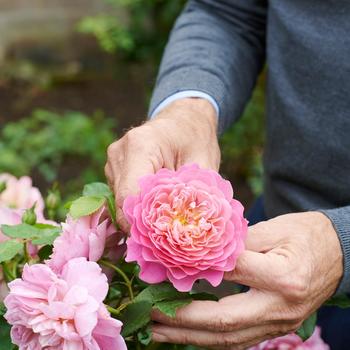 Rosa 'Emma Bridgewater™' (307098)