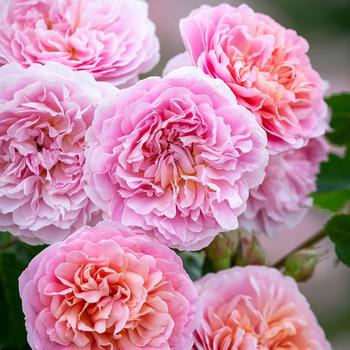 Rosa 'Eustacia Vye™' PP32981