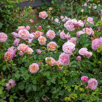Rosa 'Eustacia Vye™' (307100)