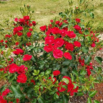 Rosa 'Mini Cherry' 