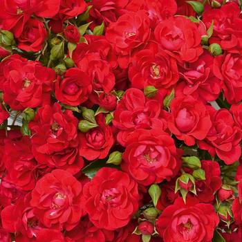 Rosa Flower Carpet® 'Mini Cherry' (307103)