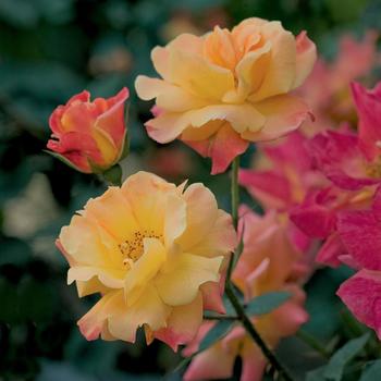 Rosa 'Joseph's Coat' 