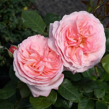 Rosa 'Meiffable' PP33753