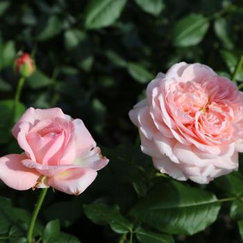 Rosa Scentables™ 'Martha Stewart™' (307108)