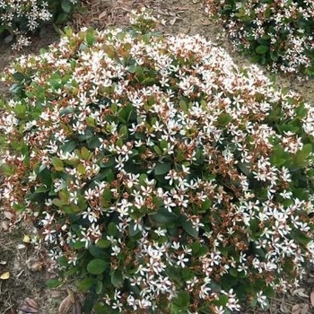 Rhaphiolepis indica 'Monto' PP5862