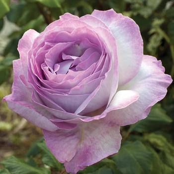 Rosa 'Nicole Carol Miller™' 