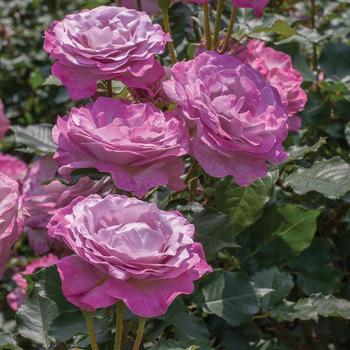 Rosa 'Nicole Carol Miller™' (307112)