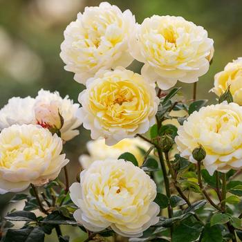 Rosa 'Auspital' PP34716