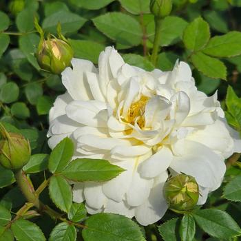 Rosa 'Nye Bevan™' (307115)