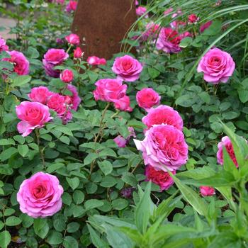 Rosa Showpiece™ 'Berry' (307116)