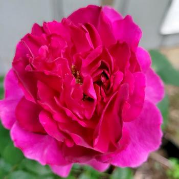 Rosa Showpiece™ 'Berry' (307117)