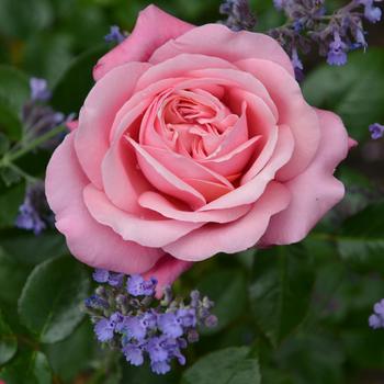 Rosa 'Blush' 