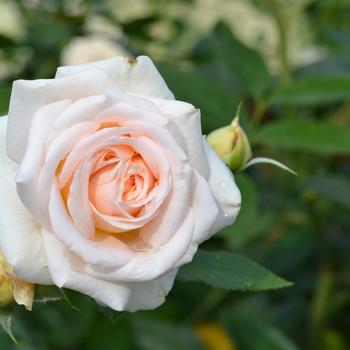 Rosa 'Noa1112130' 