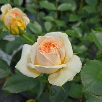 Rosa Showpiece™ 'Champagne' (307120)