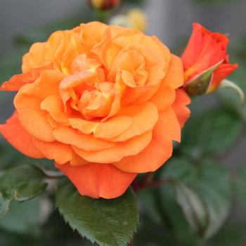 Rosa 'Orange' 