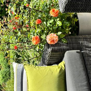 Rosa Showpiece™ 'Orange' (307125)