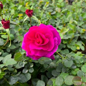 Rosa 'Purple' 