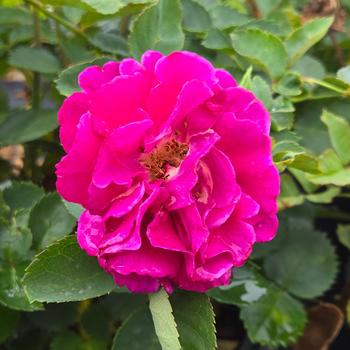 Rosa Showpiece™ 'Purple' (307127)