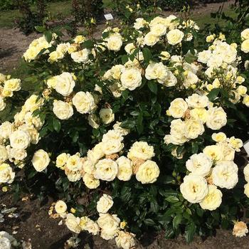 Rosa 'Simply Color®' PPAF
