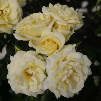 Rosa 'Simply Color®' (307131)