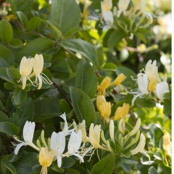 Lonicera japonica 'Halliana' 