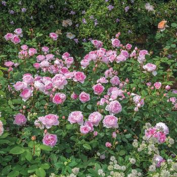 Rosa 'The Ancient Mariner' PP30086