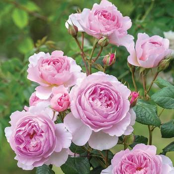 Rosa 'The Ancient Mariner' (307136)