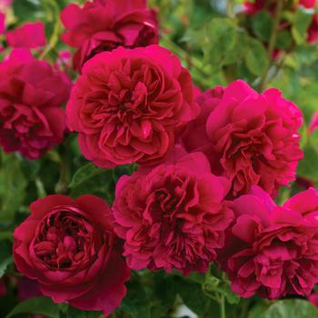 Rosa 'Thomas a Beckett®' 